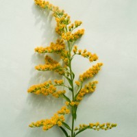 Canadian Goldenrod